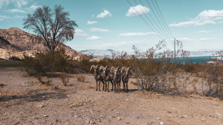 Hoover Dam Big Horned Sheep