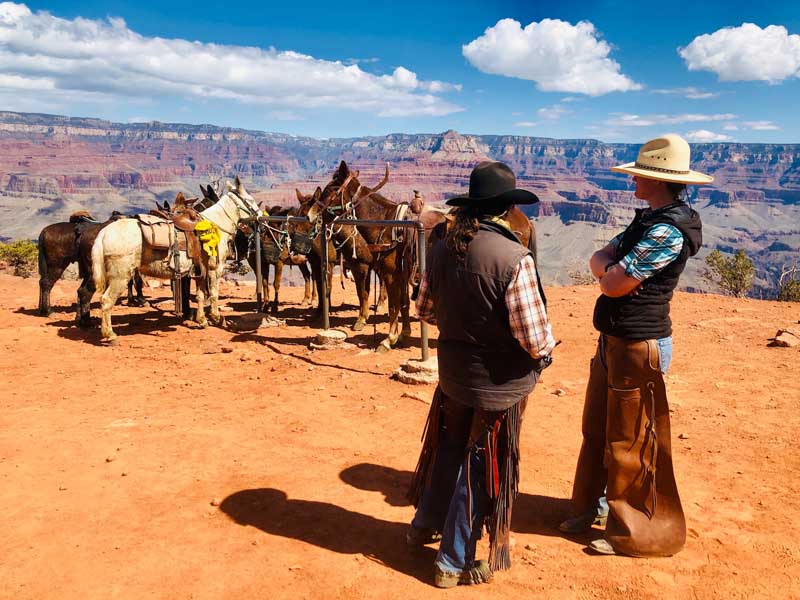 Mules at Grand Canyon