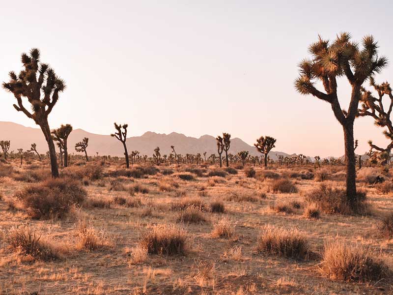 Joshua trees scattered across the rugged Joshua Tree National Park